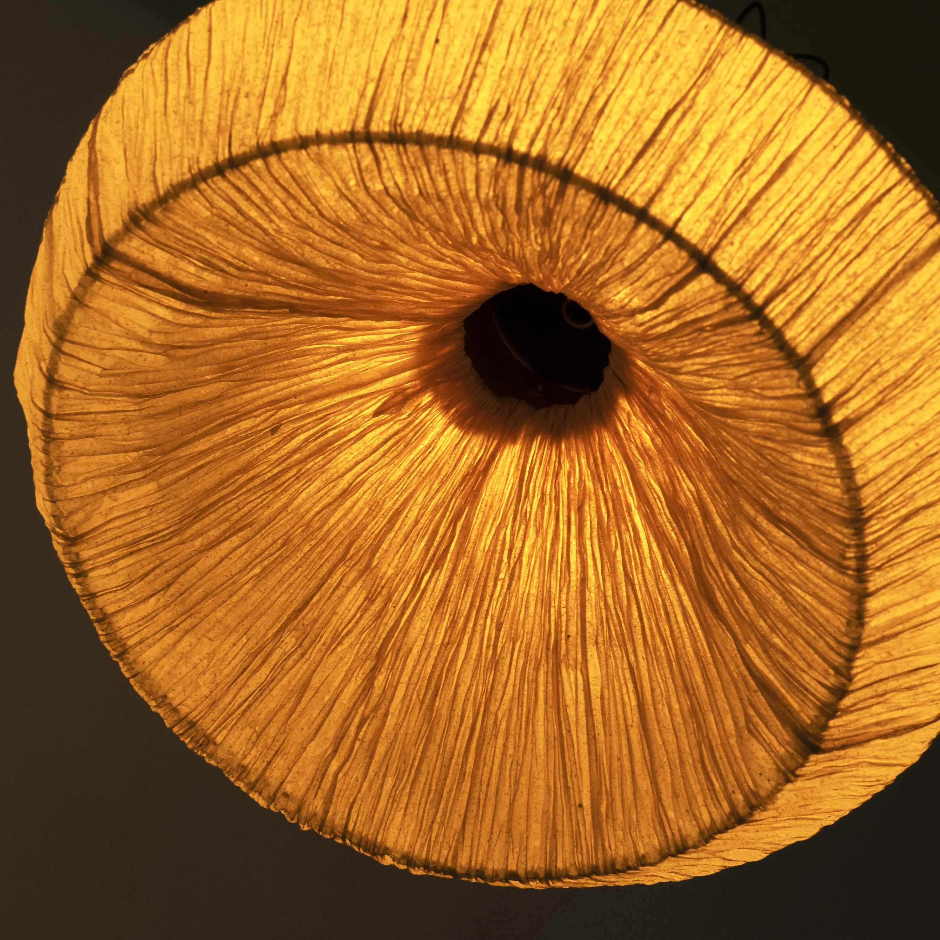 Dandelion Pendant Lamp