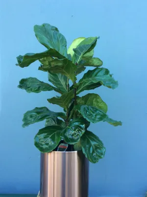 Large Green Indoor Plant in Pot