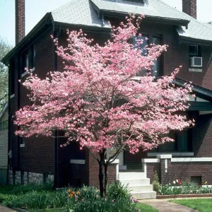 Pink Kousa Dogwood