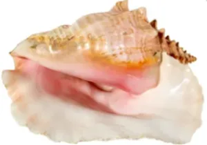 QUEEN CONCH SHELL