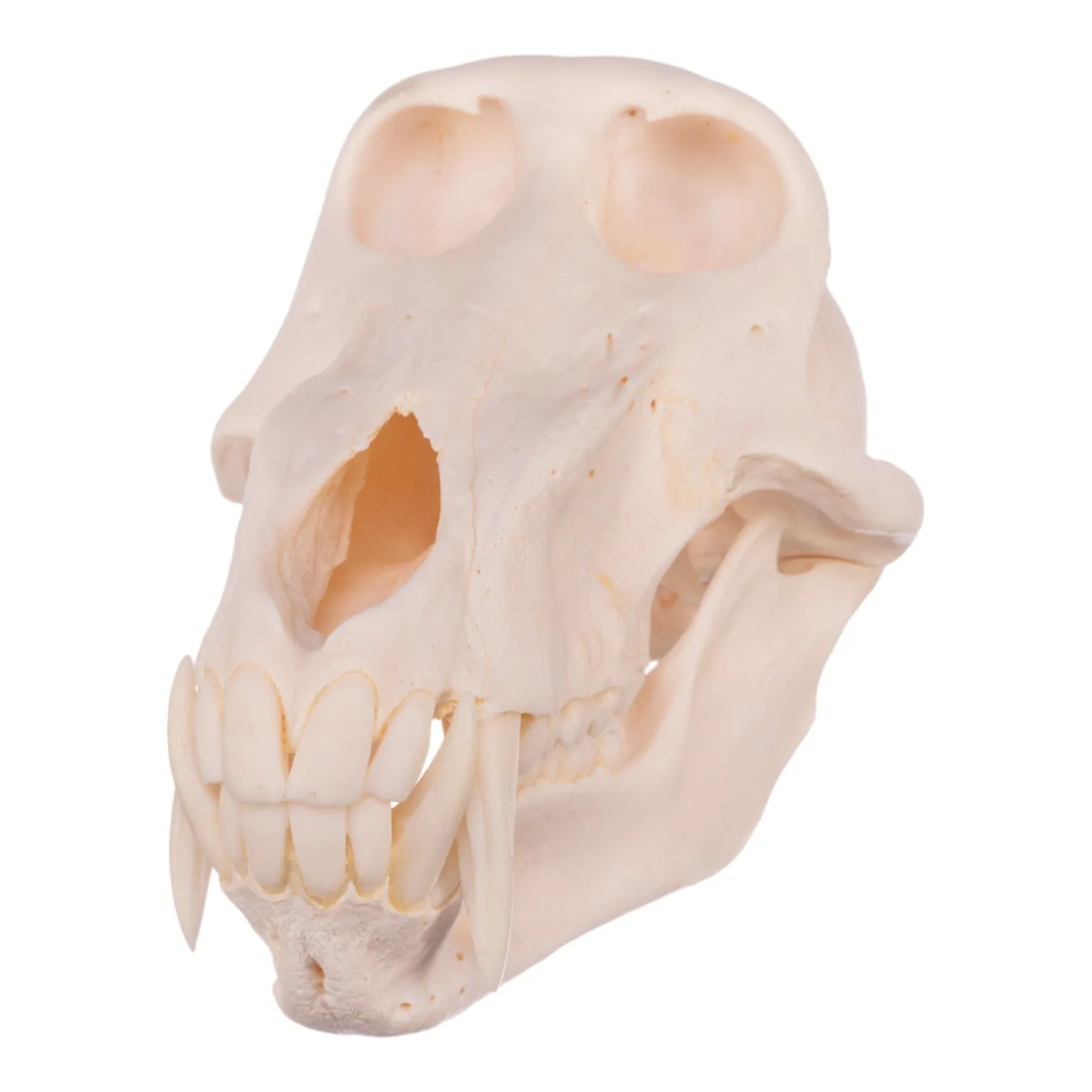 Real Chacma Baboon Skull - Premium Male