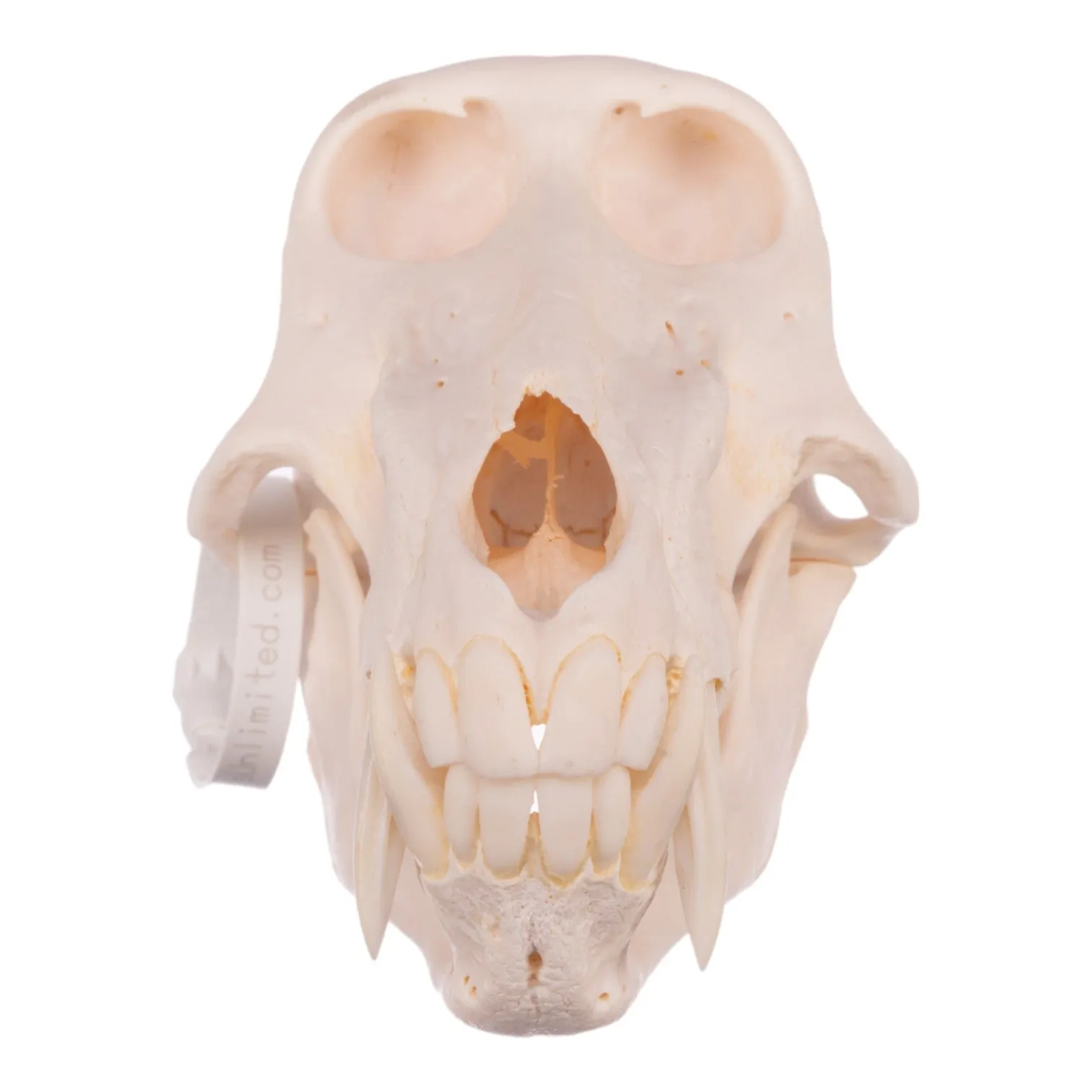 Real Chacma Baboon Skull - Premium Male