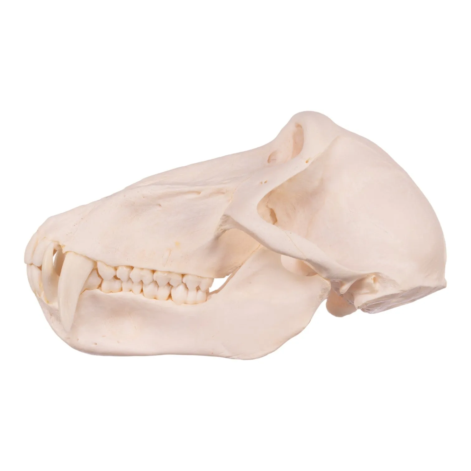 Real Chacma Baboon Skull - Premium Male