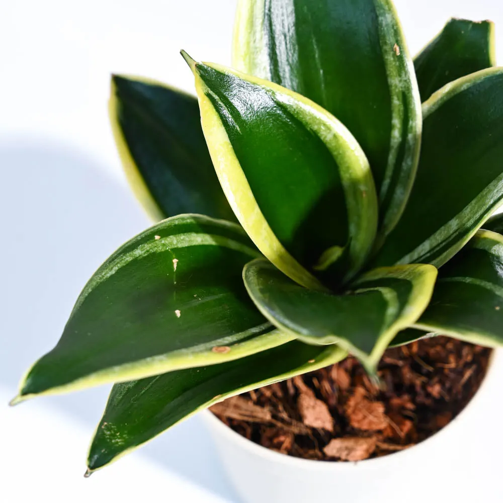 Snake Plant - Golden Hahnii For Environment Day Gifting