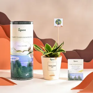 Snake Plant - Golden Hahnii For Environment Day Gifting