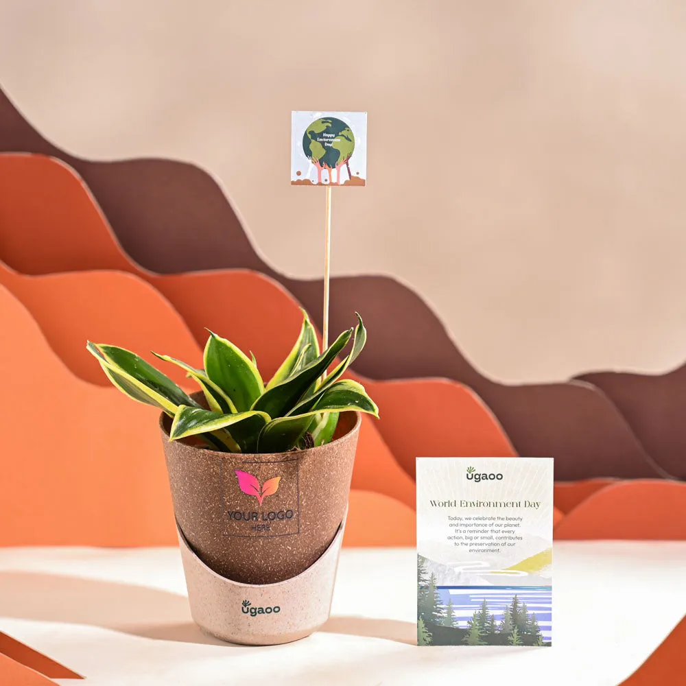 Snake Plant - Golden Hahnii For Environment Day Gifting