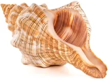 ZEBRA HORSE CONCH SHELL